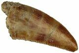 Serrated Raptor Tooth - Real Dinosaur Tooth #300925-1